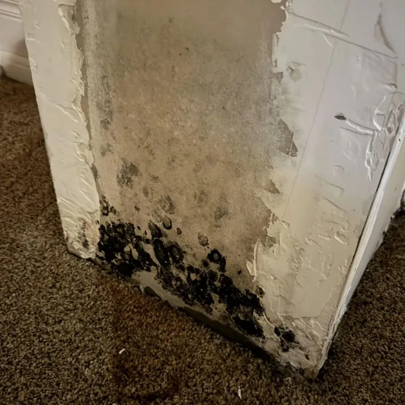Professional Mold Removal in Ashby, MA